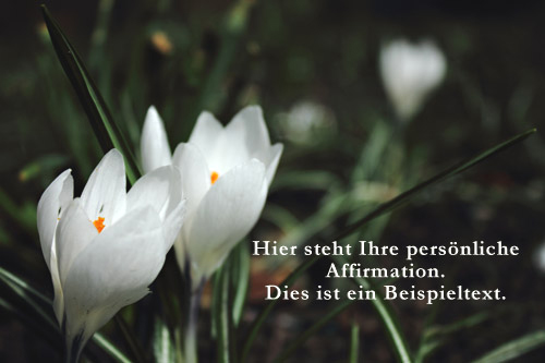 Affirmationen Affirmationen Krokusse weiss