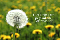 Affirmationen Lwenzahn