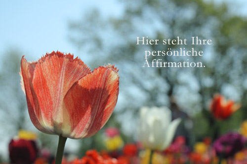 Affirmationen Tulpe